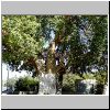 Jericho, sycamore tree.jpg